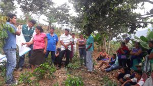 Senasa - Clausuran Escuelas de Campo enfocadas en el cultivo de café en Cañaris y Salas