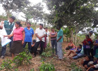 Clausuran Escuelas de Campo enfocadas en el cultivo de café en Cañaris y Salas