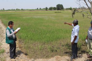 Senasa - Comisión Ad Hoc recomienda respetar el calendario de siembra de arroz para prevenir problemas fitosanitarios