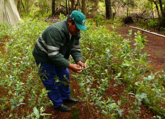 Huancavelica: Control biológico mantiene bajo control al pulgón del eucalipto