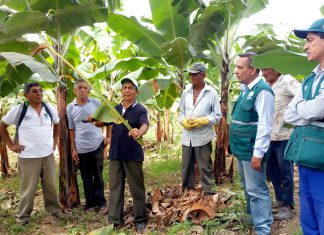 Tumbes: ECA de banano y plátano dominico fortalecieron conocimiento de productores en MIP