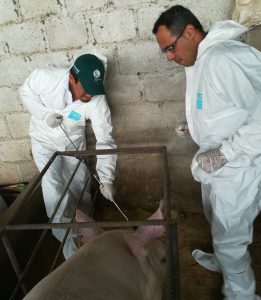 Senasa - Establecimientos de crianza porcina en Huaral cumplen normativa de Sistema Sanitario Porcino