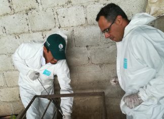 Establecimientos de crianza porcina en Huaral cumplen normativa de Sistema Sanitario Porcino