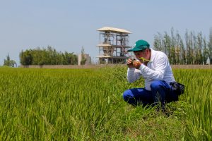 Senasa - Inspeccion fitosanitaria de arroz