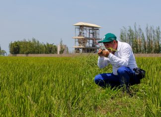 Áncash: Senasa programa evaluación fitosanitaria en más de tres mil hectáreas de arroz
