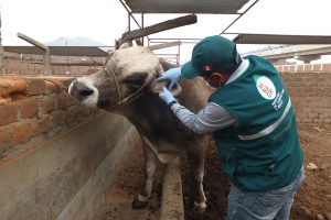 Senasa - Monitoreo de garrapatas en matadero de Conchucos en Lima
