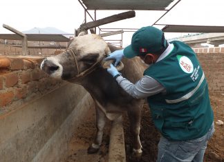 Senasa: Monitoreo de garrapatas en matadero de Conchucos en Lima