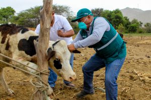 Senasa - Muestreo de garrapatas para diagnóstico de enfermedades en bovinos