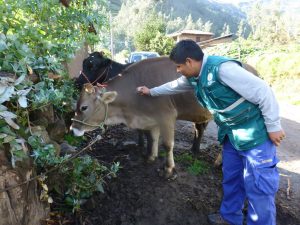 Senasa - Más de 39 mil bovinos vacunados contra la rabia durante el 2017