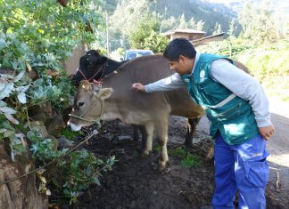 Apurímac: Más de 39 mil bovinos vacunados contra la rabia durante el 2017