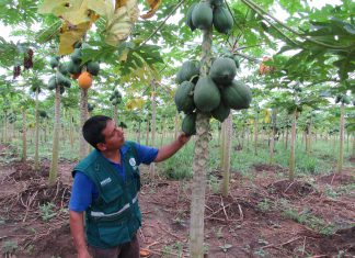 Madre de Dios: Más de 56 mil toneladas de papaya inspeccionadas por Senasa en el 2017