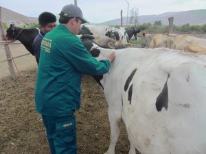 Senasa - Más de 8000 bovinos vacunados contra Ántrax en Tacna