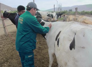 Senasa: Más de ocho mil bovinos vacunados contra Ántrax en Tacna