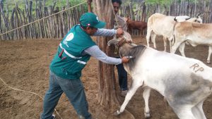 Senasa - Más de ocho mil bovinos contra carbunco sintomático en Tumbes