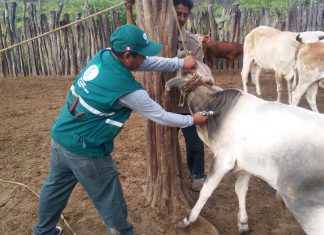 Tumbes: Más de ocho mil bovinos contra carbunco sintomático