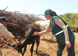 Lambayeque: No se reportaron casos de animales infectados con Ántrax en el 2017