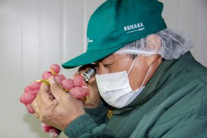 Senasa - Producción de uva alcanza cifra importante en Áncash