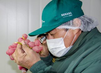 Producción de uva alcanza cifra importante en Áncash