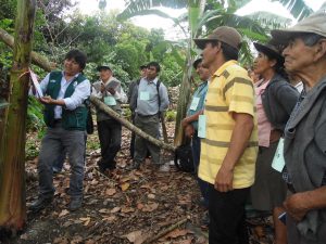 Senasa - Productores de plátano son reconocidos como expertos en manejo integrado de plagas