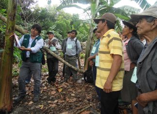 Cusco: Productores de plátano son reconocidos como expertos en manejo integrado de plagas