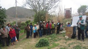 Senasa - Productores fortalecen acciones en MIP en cultivo de palto - Apurimac