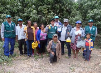 Piura: Productores ponen en práctica control de mosca de la fruta