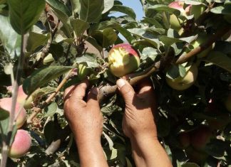 Huaral: Senasa y agricultores definen acciones para control de roedores en comunidades altoandinas