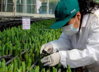 Áncash: Inspección y seguimiento de material sujeto a cuarentena posentrada de Tulipán