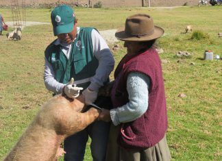 Senasa recomienda la vacunación periódica de porcinos para prevenir enfermedades