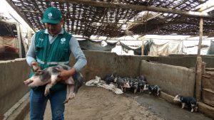Senasa alcanza vacunación de más de 101 mil porcinos durante el 2017