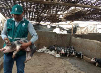 Ica: Senasa alcanza vacunación de más de 101 mil porcinos durante el 2017