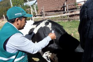 Senasa alcanza vacunación de más de 16 mil bovinos para prevenir la rabia