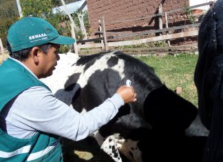 Cusco: Senasa alcanza vacunación de más de 16 mil bovinos para prevenir la rabia
