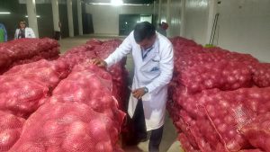 Senasa certifica doce toneladas de cebolla fresca para su exportación a Chile