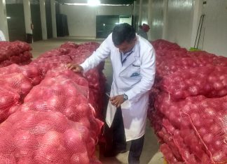 Tacna: Senasa certifica doce toneladas de cebolla fresca para su exportación a Chile