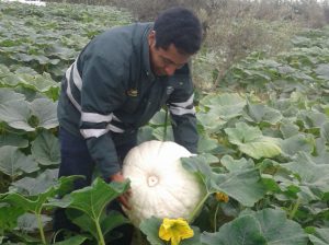 Senasa certifica lugar de producción de zapallo con fines de exportación