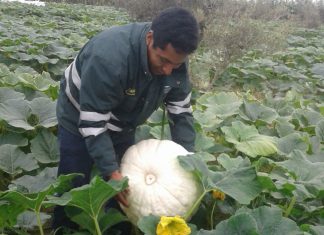 Tacna: Senasa certifica lugar de producción de zapallo con fines de exportación