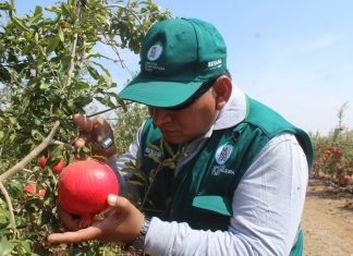 Arequipa: Senasa certifica primeros envíos de granada a EE.UU. y Europa