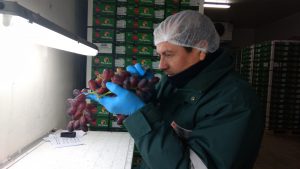 Senasa certifica semanalmente 18 mil toneladas de uva para exportación