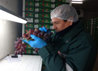 Ica: Senasa certifica 18 mil toneladas de uva para exportación
