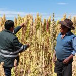 Senasa certificó 401 toneladas de quinua para exportación en el 2017 – Puno