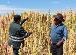 MINAGRI atendió a productores de quinua en Puno