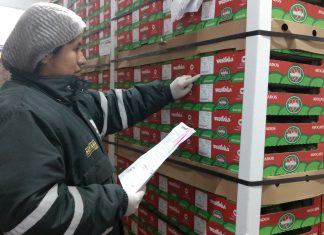 Ica: Senasa certificó más de 35 mil toneladas de palta para la exportación