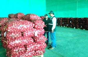 Senasa certificó más de 7 mil toneladas de cebolla fresca para exportación