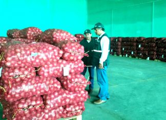 La Libertad: Senasa certificó más de 7 mil toneladas de cebolla fresca para exportación
