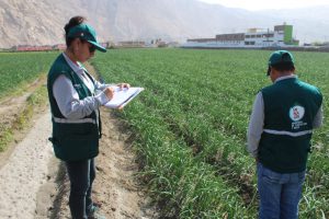 Senasa certificó más de cuatro mil toneladas de cebolla fresca para exportación