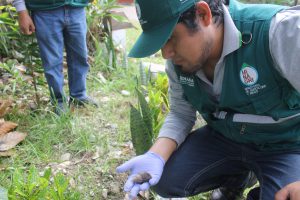 Senasa comprueba eficacia de acciones de control en Selva Central contra caracol