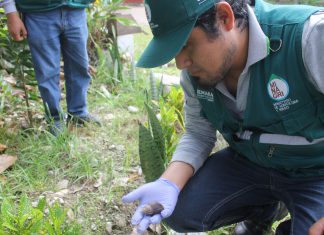 Caracol gigante africano: Senasa comprueba eficacia de acciones de control en Selva Central