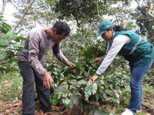 Senasa evaluó más de mil hectáreas de café para detección de plagas