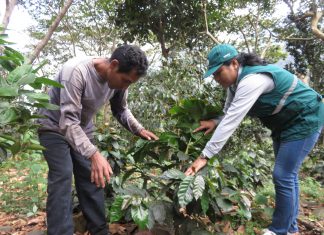 Cusco: Senasa evaluó más de mil hectáreas de café para detección de plagas